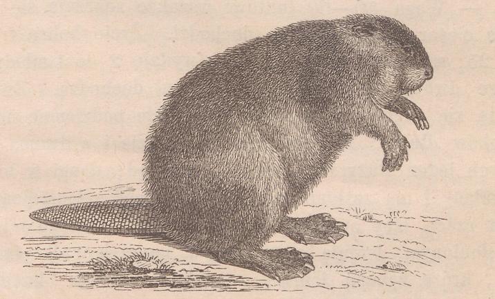 Rycina&#x20;pochodzi&#x20;z&#x20;książki&#x20;Teofila&#x20;Żebrawskiego&#x20;„O&#x20;bobrach”&#x2c;&#x20;1864&#x20;r&#x2e;&#x20;&#x28;ze&#x20;zbiorów&#x20;Cyfrowej&#x20;Biblioteki&#x20;Narodowej&#x20;Polona&#x29;