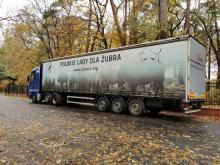 Gołuchowski żubr wyjechał do Hiszpanii