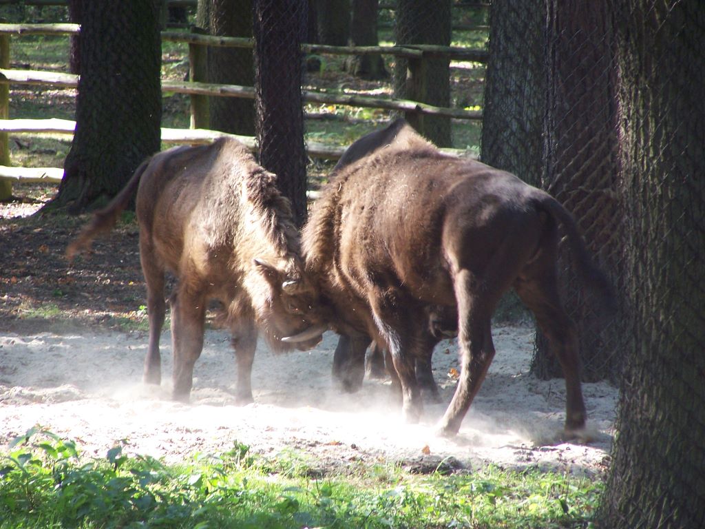Pozorowana walka młodych byków/ fot. R. Walendowski
