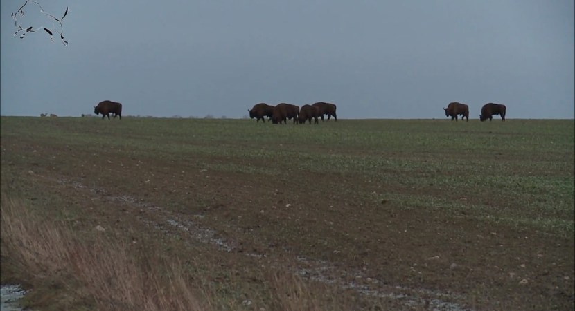 Stado żubrów na polu uprawnym/ źródło: wisent.org