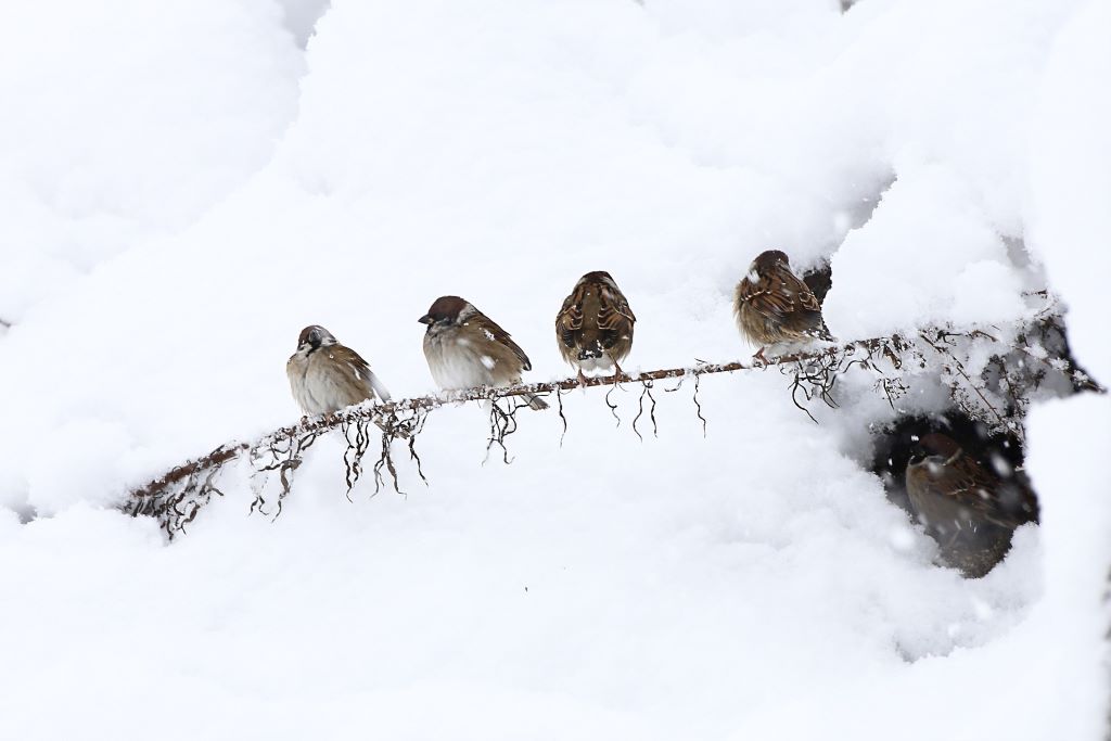 Mazurki na sniegu/ źródło: pixabay.com