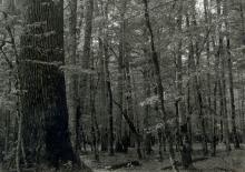 Odkryjmy dziedzictwo Puszczy Białowieskiej