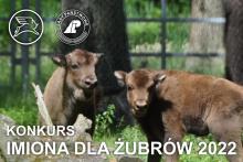 Imiona dla żubrów wybrane